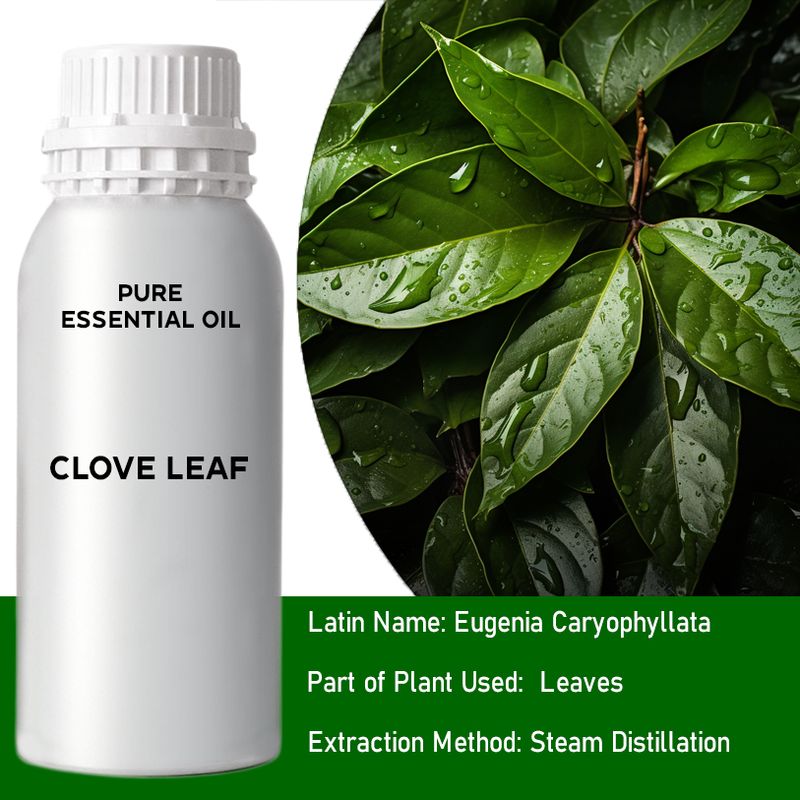 Clove Leaf Bulk Essential Oil - 1Kg