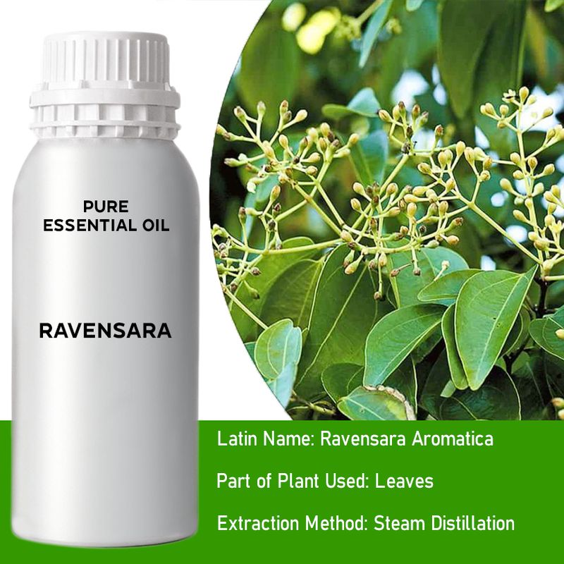 Ravensara Bulk Essential Oil - 1Kg