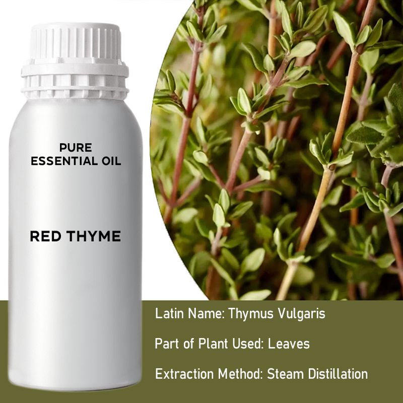Red Thyme Bulk Essential Oil - 1Kg