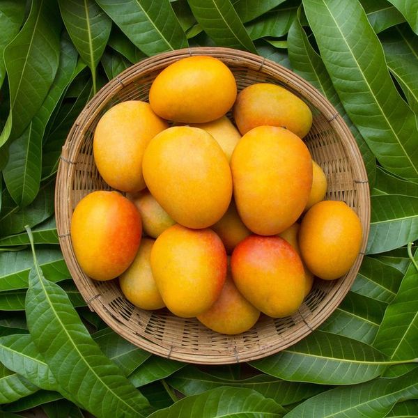 Mango Flavouring 250g