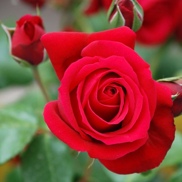 Rose Flavouring 250g