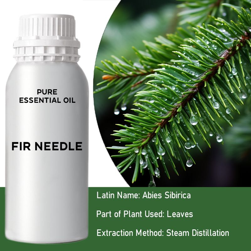 Fir Needle Bulk Essential Oil - 1Kg