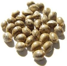 Hempseed Carrier Oil 1kg - Cold Pressed