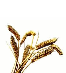 Wheatgerm Carrier Oil 1kg - Cold Pressed