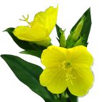 Evening Primrose Carrier Oil 1kg - Cold Pressed