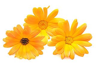 Calendula Carrier Oil 1kg - Infused