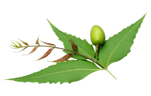Neem Carrier Oil 1kg - Cold Pressed