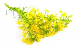 Rapeseed Carrier Oil 1kg - Refined
