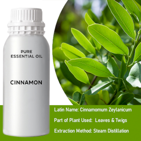 Cinnamon Leaf Bulk Essential Oil