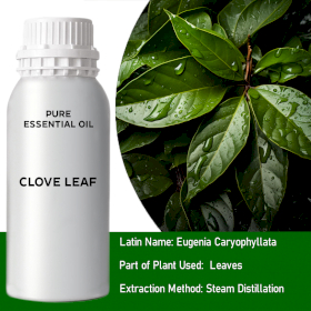 Clove Leaf Bulk Essential Oil