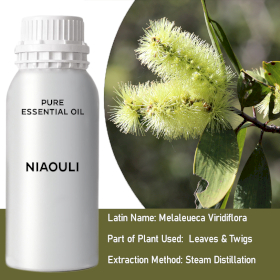 Niaouli Bulk Essential Oil