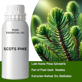 Scots Pine Bulk Essential Oil