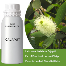 Cajaput Bulk Essential Oil