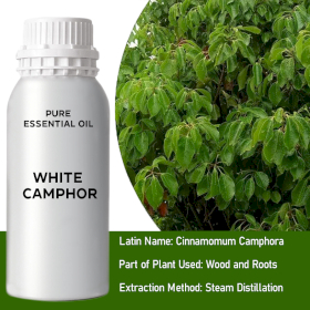 White Camphor Bulk Essential Oil