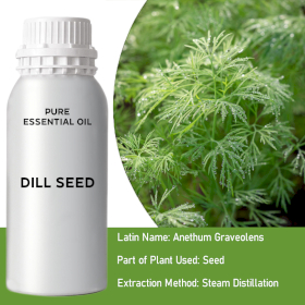 Dill Seed Bulk Essential Oil