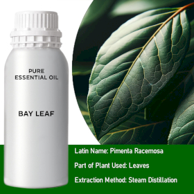 Bay Leaf Bulk Essential Oil