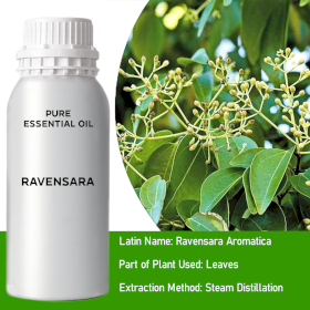 Ravensara Bulk Essential Oil