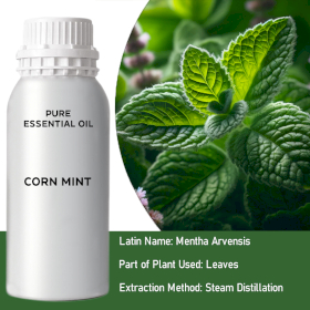 Corn Mint (Arvensis) Bulk Essential Oil