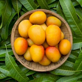 Mango Flavour Oil