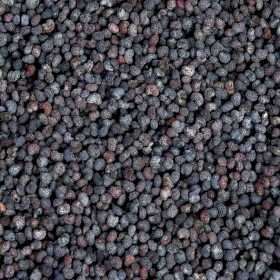 25x Poppy Seeds (Blue) (KG)